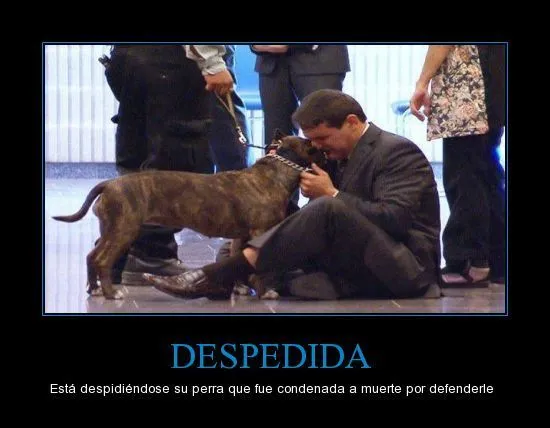 Imagenes de perros pitbull con frases para FaceBook - Imagui