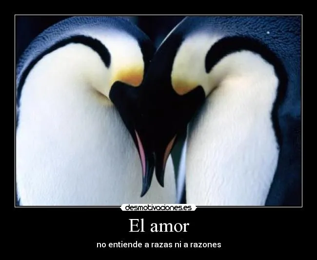 Imágenes de pingüinos de amor - Imagui