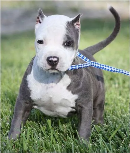 Pitbull blue cachorros 3 meses - Imagui