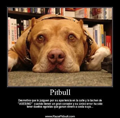 Imágenes con Frases sobre los Perros Pitbull