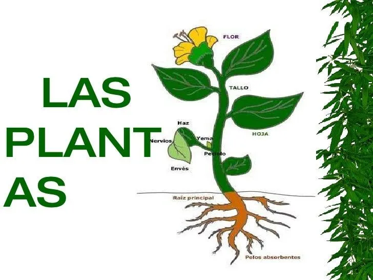 Imagenes de plantas señalando sus partes - Imagui