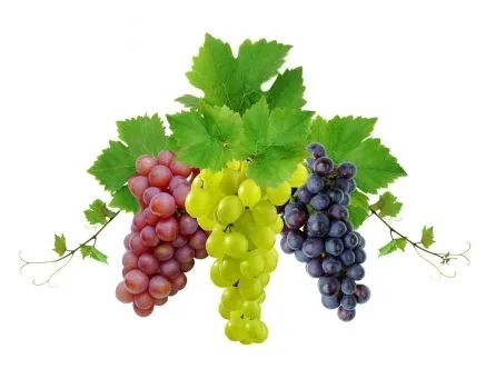 Siluetas de racimos de uvas - Imagui
