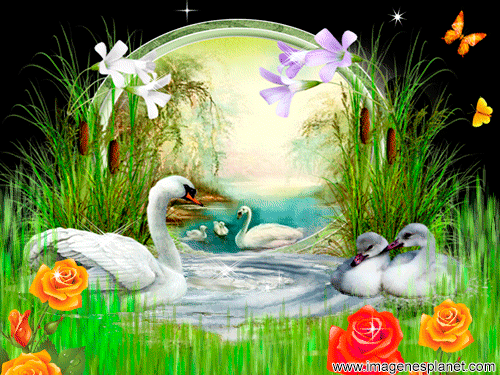 Imagenes de aves en el agua - Imagenes romanticas de amor para ...