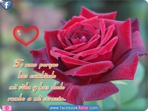 Imagenes de rosa rojas con frase de amor - Imágenes Bonitas para ...