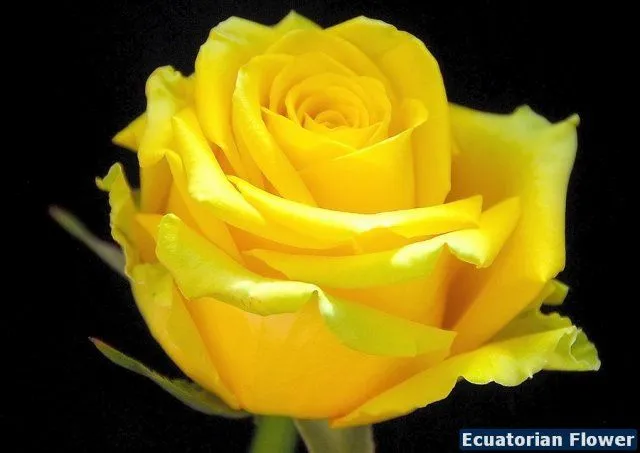 Imágenes de rosas amarillas - Imagui