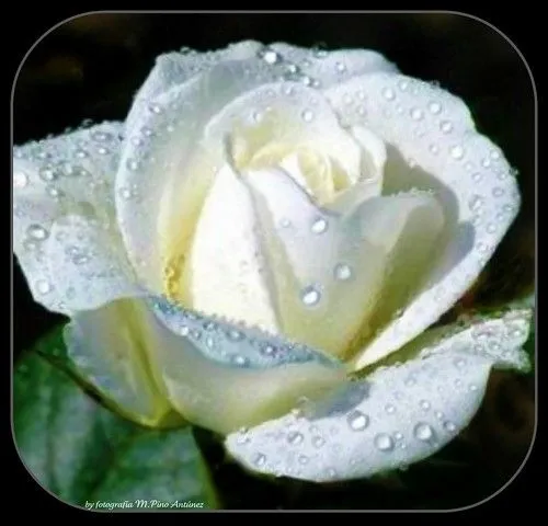 Imagenes de rosas blancas brillantes - Imagui