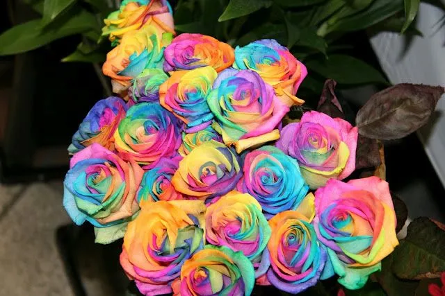 Imagenes de rosas de colores - Imagui