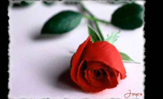 Imagenes de rosas para descargar gratis - Imagui