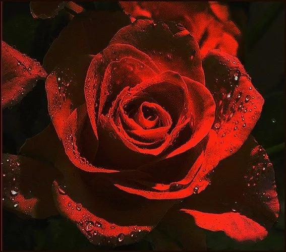 Rosas rojas hermosas en movimiento - Imagui