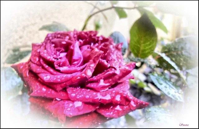 Imagenes de rosas con brillo - Imagui