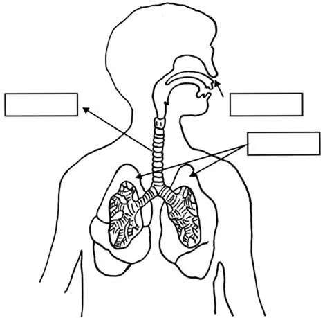 El sistema respiratorio para colorear - Imagui
