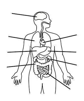 Imágenes del sistema digestivo - Sistema digestivo