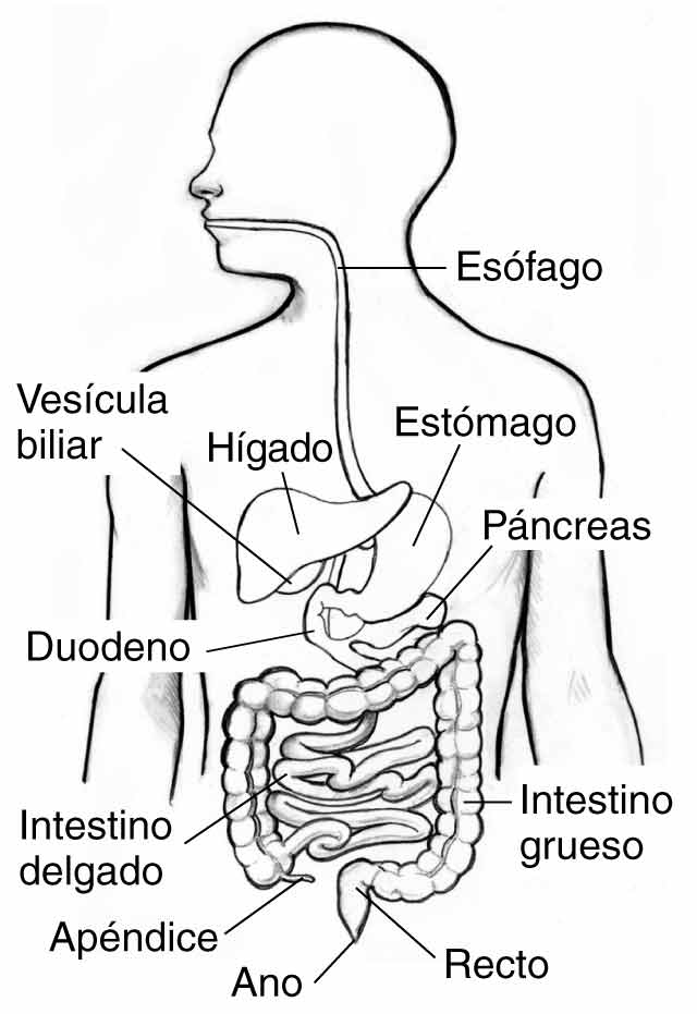 Imágenes del sistema digestivo - Sistema digestivo