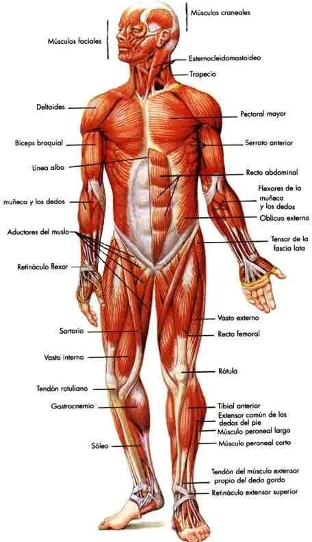 IMAGENES: Sistema Muscular