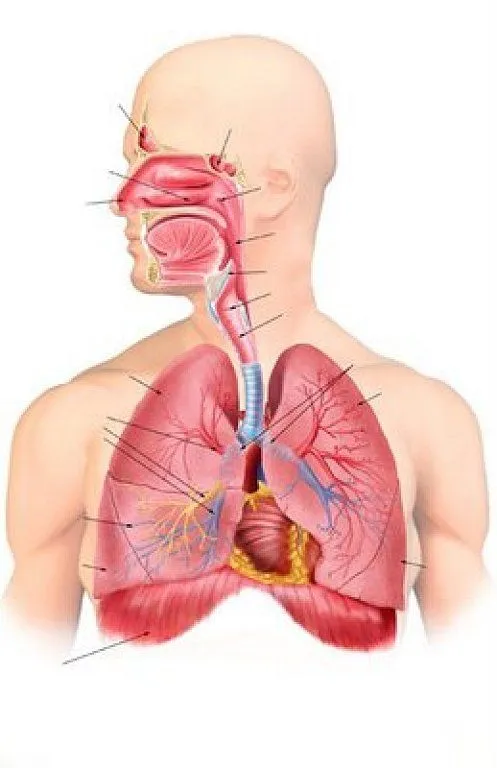 Imágenes de sistema respiratorio sin nombres - Imagui