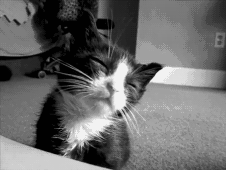 Gatos tiernos gif tumblr - Imagui