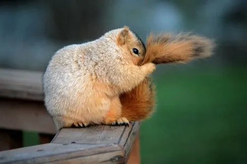 Imágenes tiernas de Ardillas | Imagenes Tiernas - Imagenes de Amor Imágenes tiernas de Ardillas | Imagenes Tiernas - Imagenes de Amor
