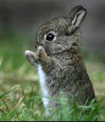 imagenes tiernas de conejito bebe Imágenes tiernas de conejitos imagenes tiernas de conejito bebe Imágenes tiernas de conejitos