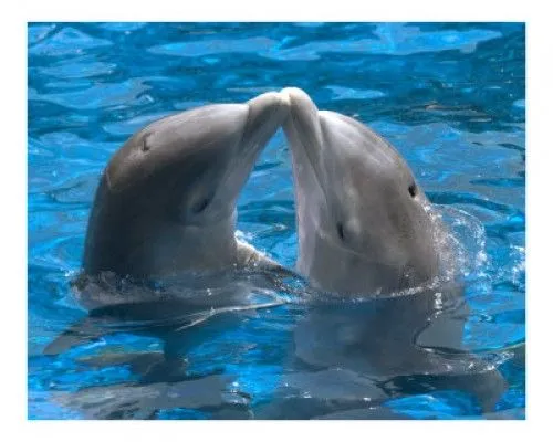 Imágenes tiernas de delfines besando | Imagenes Tiernas - Imagenes ...