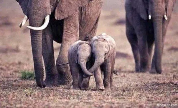 Imágenes tiernas de elefantes ~ Imagenes lindas de amor