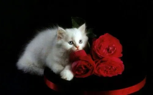 Imágenes tiernas de gatitos con rosas | Imagenes Tiernas ...