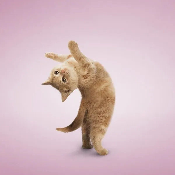 Gatos con movimiento y brillos - Imagui