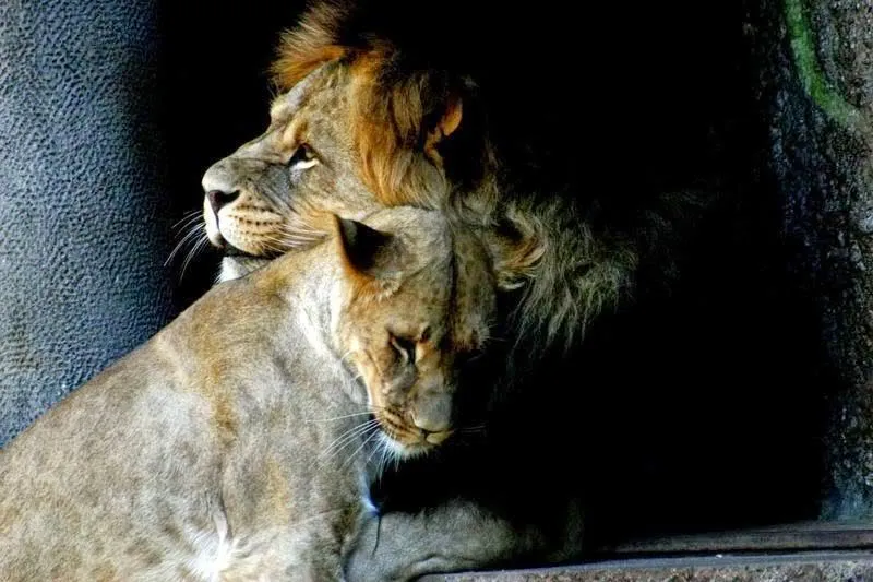 Imágenes tiernas de leones ~ Imagenes lindas de amor Imágenes tiernas de leones ~ Imagenes lindas de amor