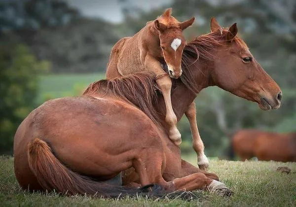 Las 10 fotos más tiernas de animales abrazándose | Fotografía