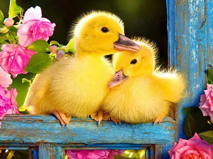 Imágenes tiernas de patitos | little duck | Pinterest