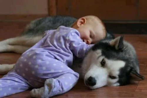 Imágenes tiernas de perros cuidando bebés | Imagenes Tiernas ...