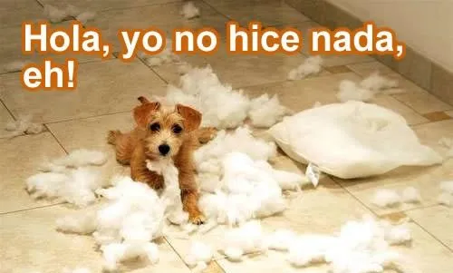 Imágenes tiernas de travesuras de mascotas | Imagenes Tiernas ... Imágenes tiernas de travesuras de mascotas | Imagenes Tiernas ...
