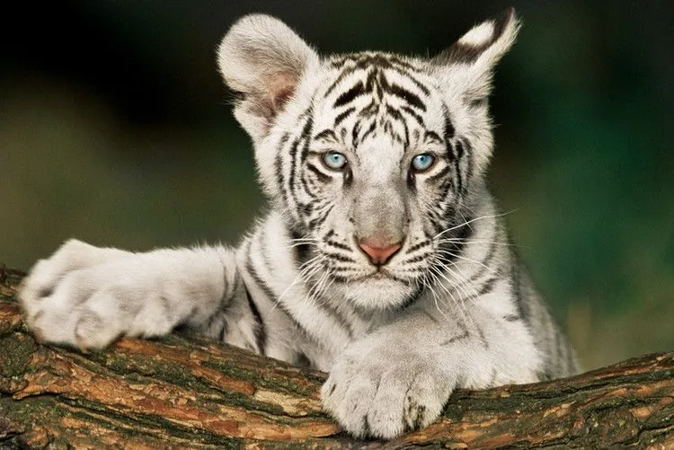 Imágenes de tigres blancos bebés - Imagui