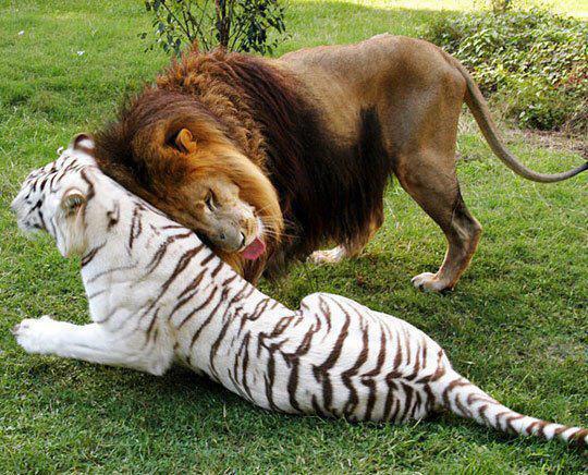 Imagenes d tigres y leones - Imagui