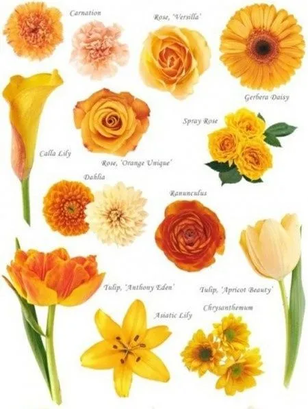 Imagenes tipos de flores - Imagui