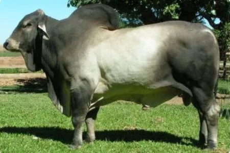 Razas de toros brahman - Imagui