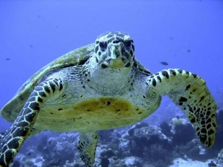 Imágenes de tortugas marinas » TORTUGAMARINAPEDIA