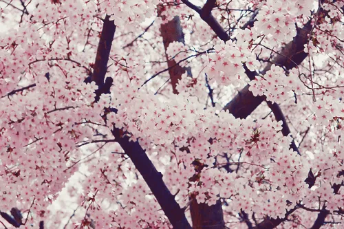 Flores de tumblr - Imagui