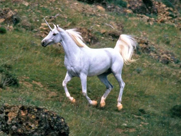 Imagenes de unicornios reales - Imagui