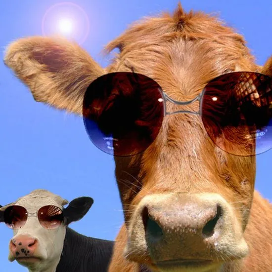 Imagenes de vacas graciosas | Imagenes Para Compartir