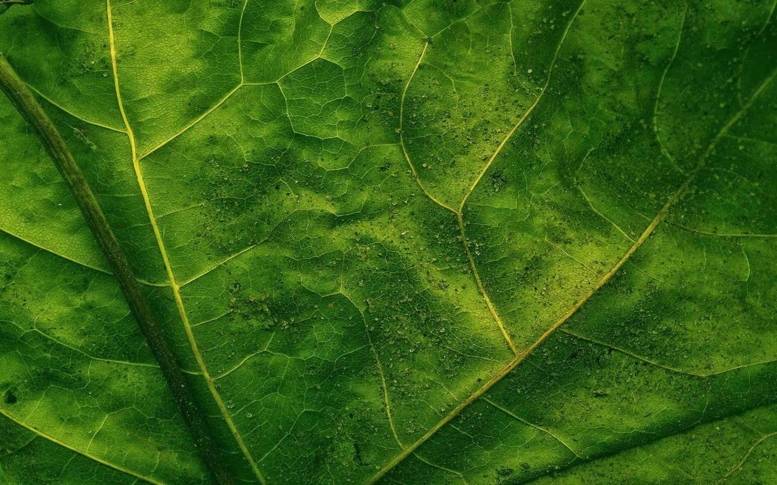 Imagenes ZT - Descarga fondos HD: Fondo de Pantalla Naturaleza ...