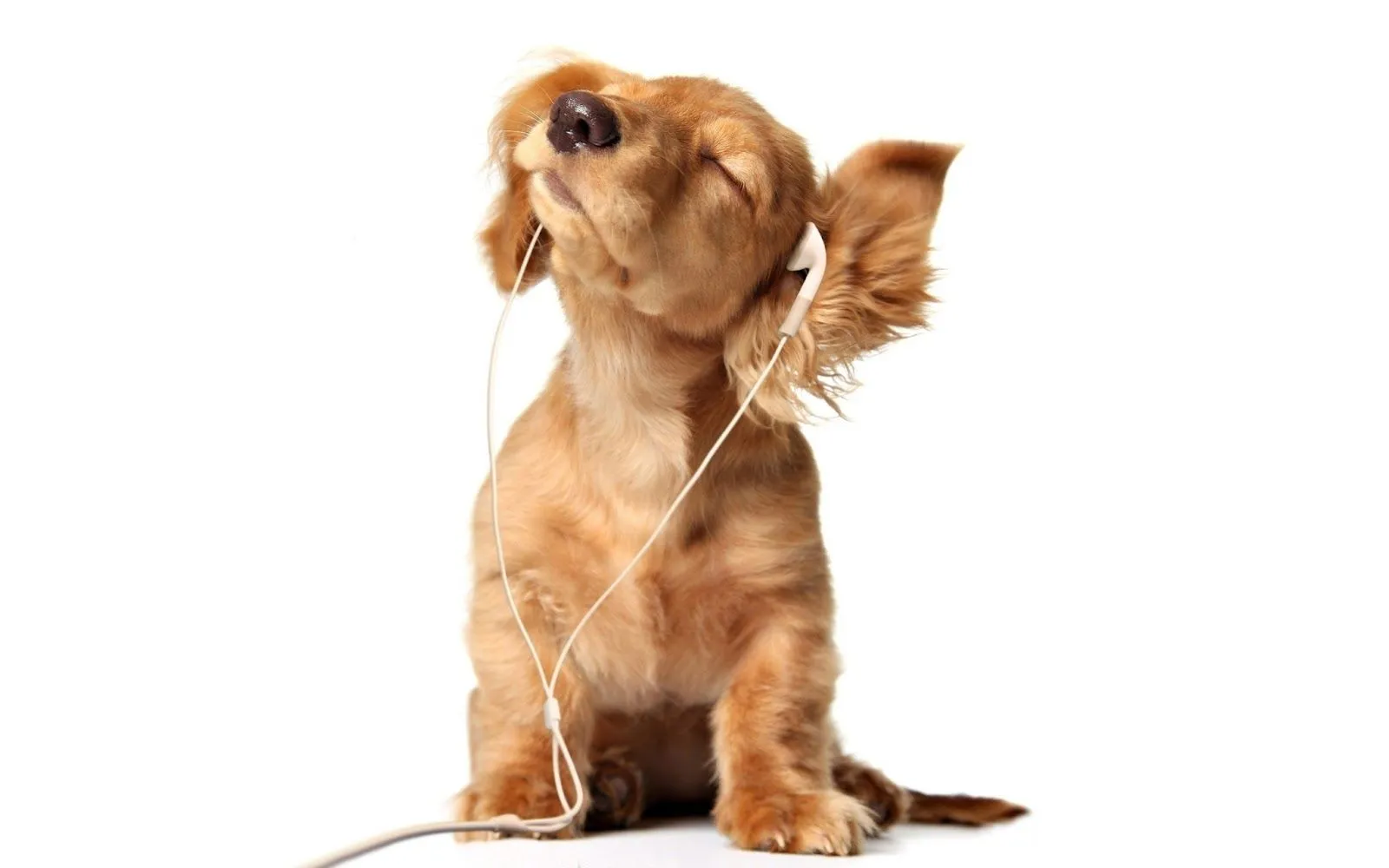 Imágenes Hilandy: Fondo de Pantalla Animales Perro con auriculares