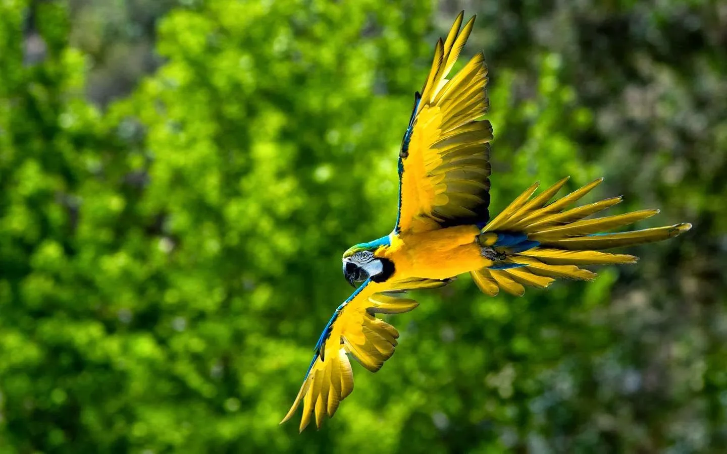 Imagenes ZT - Descarga fondos HD: Fondo de pantalla Animales loro ... Imagenes ZT - Descarga fondos HD: Fondo de pantalla Animales loro ...