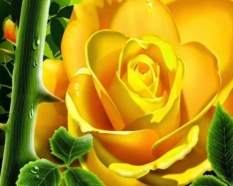 imagenesde24: Imagenes D Rosas Amarillas