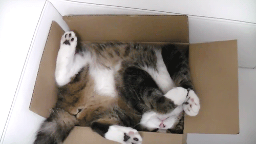 Imagens Animadas: Gato deitado na caixa
