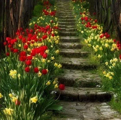 Imagens de Rosas e Flores: Imagens lindas de flores Imagens de Rosas e Flores: Imagens lindas de flores