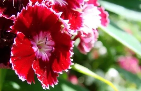 Imagens de Rosas e Flores: Imagens lindas de flores Imagens de Rosas e Flores: Imagens lindas de flores