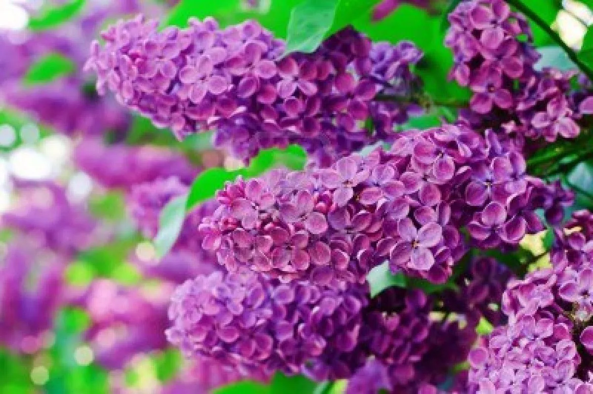 imagin@ más que eventos: Flores para esta Primavera imagin@ más que eventos: Flores para esta Primavera