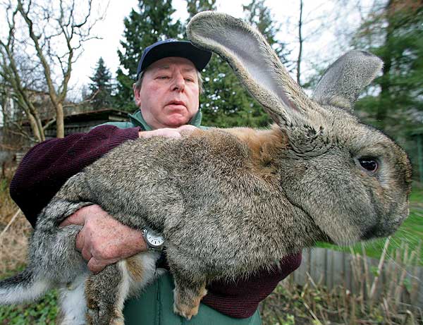 imagina65: La zona insólita: Murió "Amy", el conejo gigante imagina65: La zona insólita: Murió "Amy", el conejo gigante