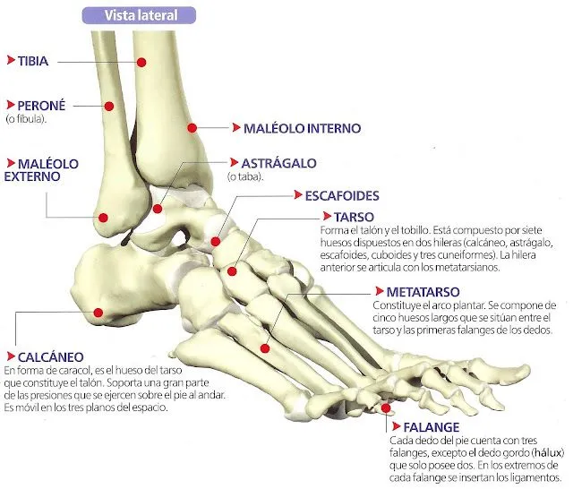 Nombre de las partes del pie humano - Imagui