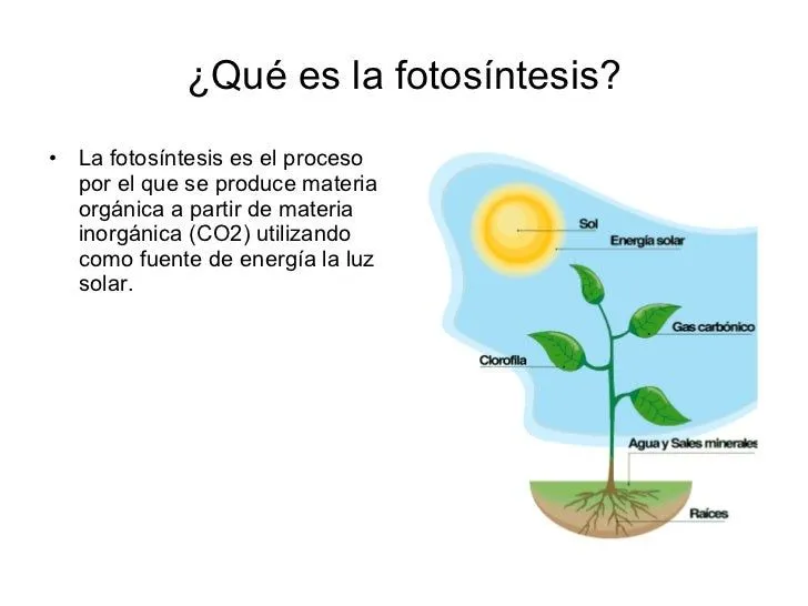 importancia-de-la-fotosntesis- ...